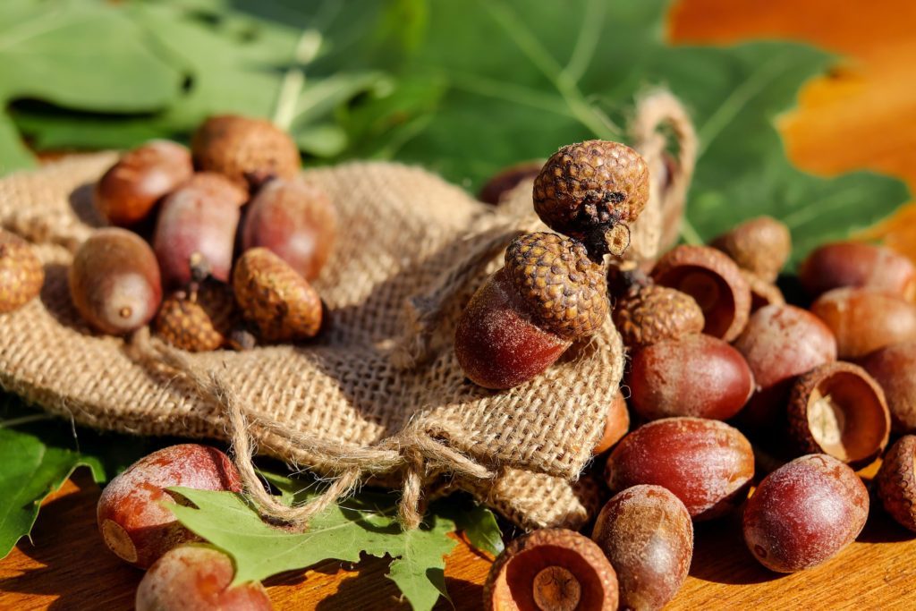 acorns-1710577_1920-1024×683